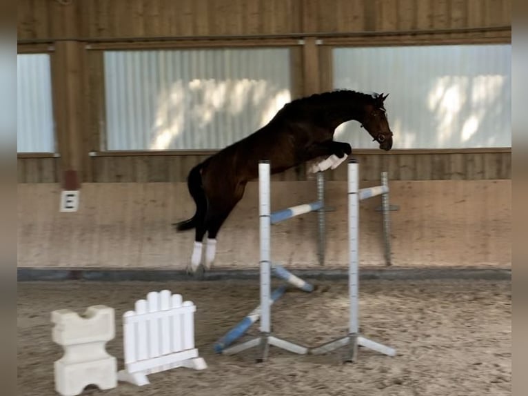 Zangersheide Caballo castrado 7 años 175 cm Castaño in Pfaffenhofen Weiler