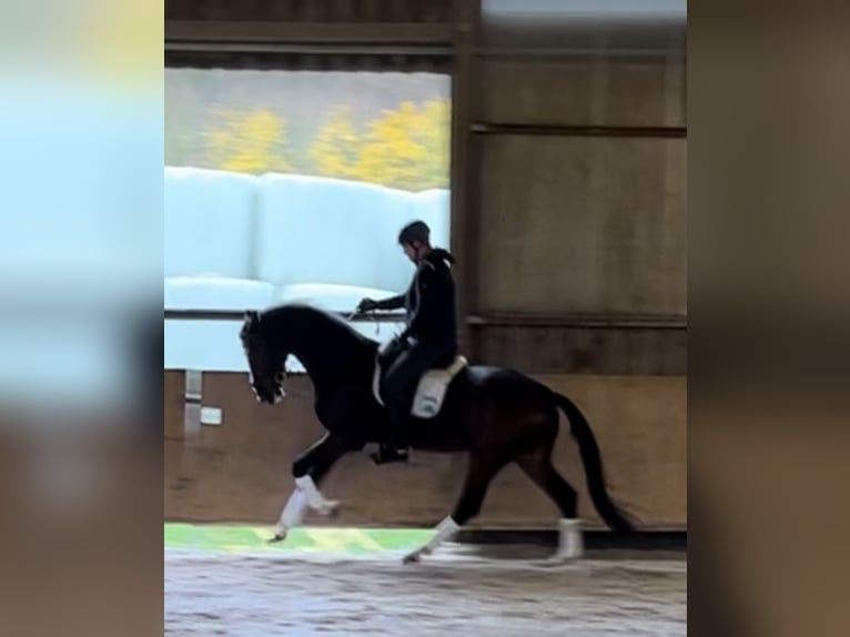 Zangersheide Caballo castrado 7 años 175 cm Castaño in Pfaffenhofen Weiler