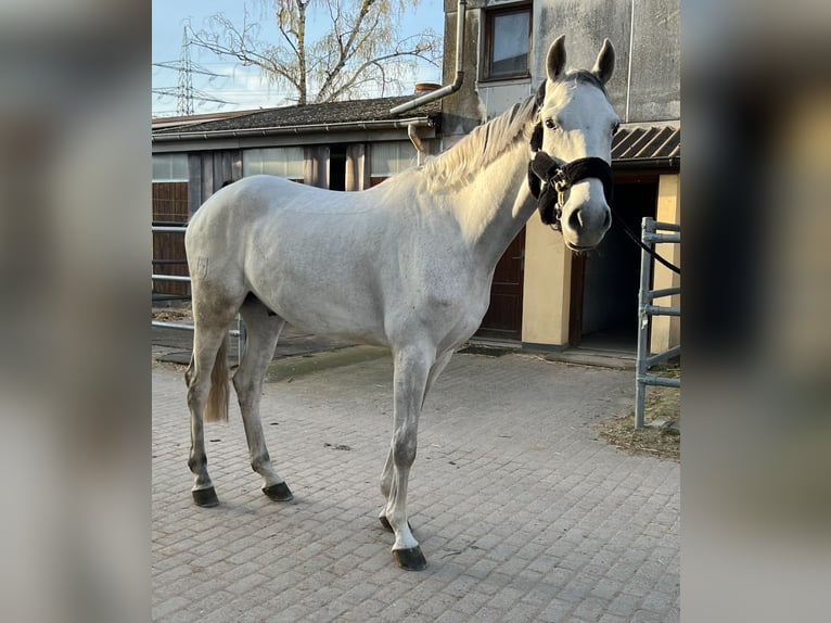 Zangersheide Caballo castrado 7 años 175 cm Tordo in Walldorf