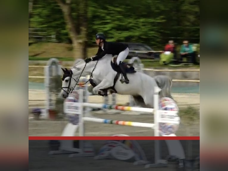 Zangersheide Caballo castrado 7 años 175 cm Tordo in Walldorf
