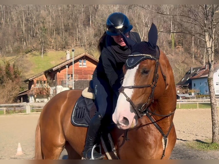 Zangersheide Caballo castrado 7 años 176 cm Alazán in Schlins