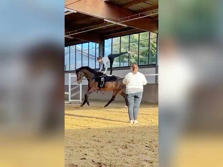 Zangersheide Caballo castrado 7 años 176 cm Castaño in Altenberge