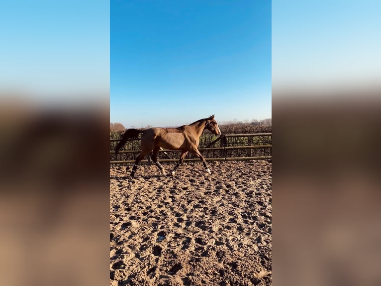 Zangersheide Caballo castrado 7 años 176 cm Castaño claro in Aalter