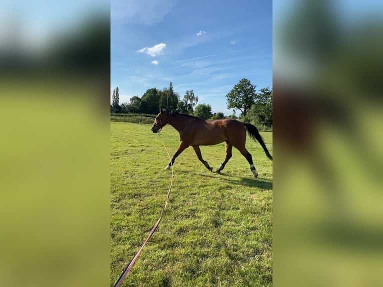Zangersheide Caballo castrado 7 años 176 cm Castaño claro in Aalter