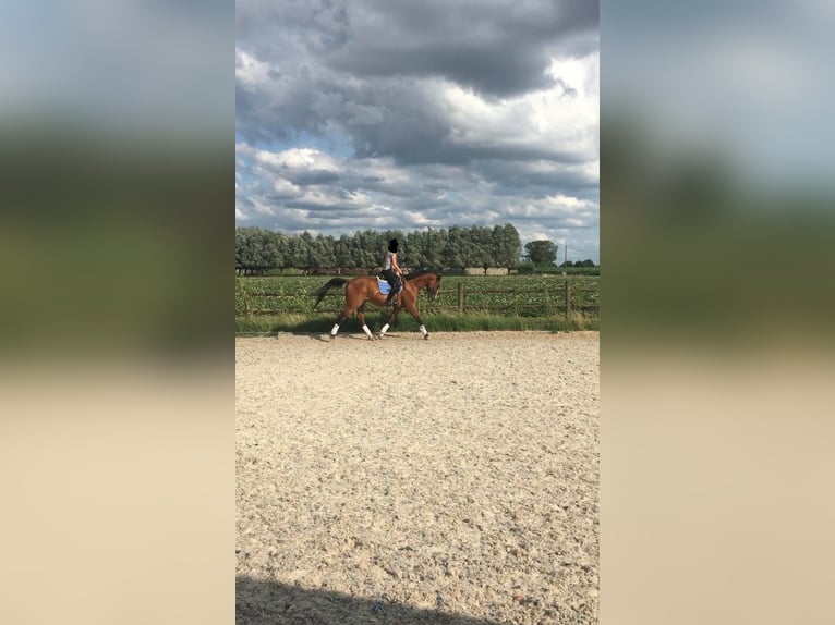 Zangersheide Caballo castrado 7 años 176 cm Castaño claro in Aalter