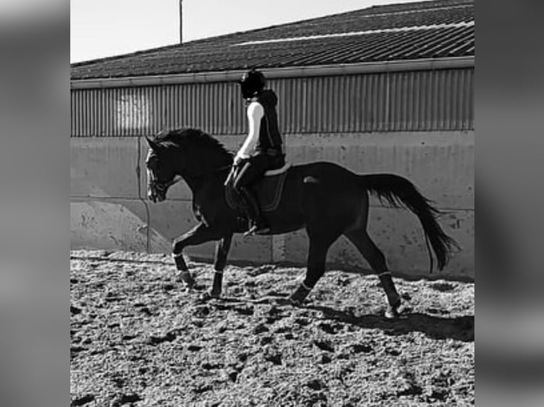 Zangersheide Caballo castrado 7 años 176 cm Castaño claro in Aalter