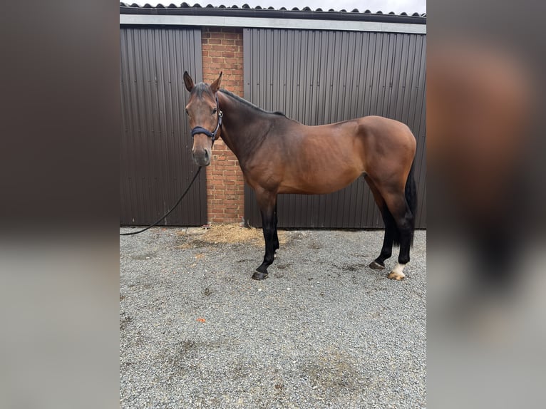Zangersheide Caballo castrado 7 años 176 cm Castaño oscuro in Kaulille