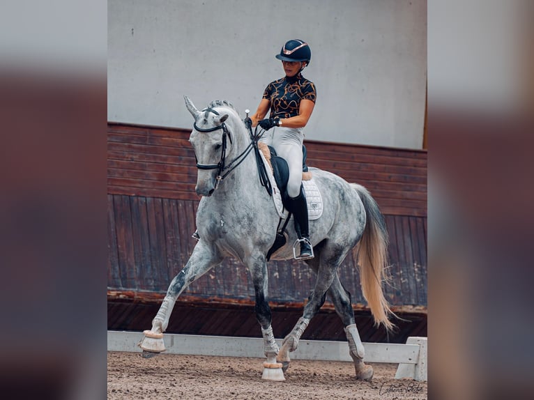 Zangersheide Caballo castrado 7 años 176 cm Tordo in Savoie