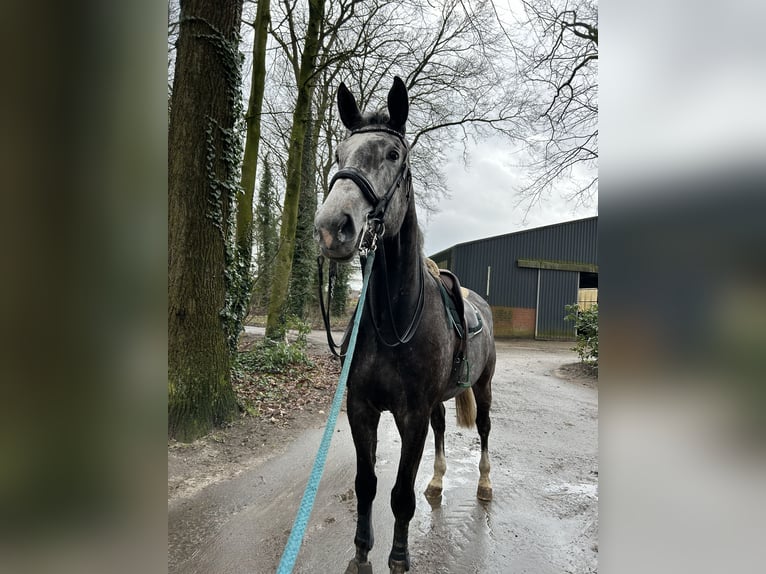 Zangersheide Caballo castrado 7 años 177 cm Porcelana in Harsewinkel