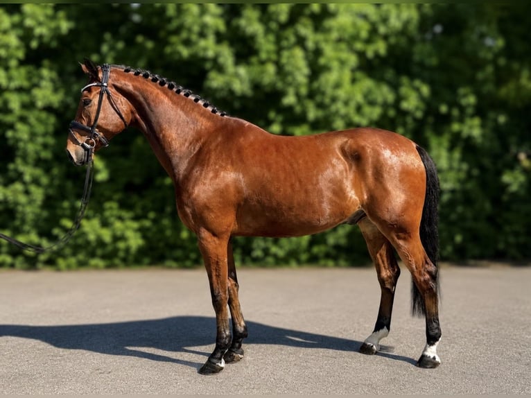 Zangersheide Caballo castrado 7 años 178 cm Castaño in Unterneukirchen