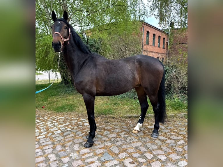 Zangersheide Caballo castrado 7 años 178 cm Castaño in Radegast