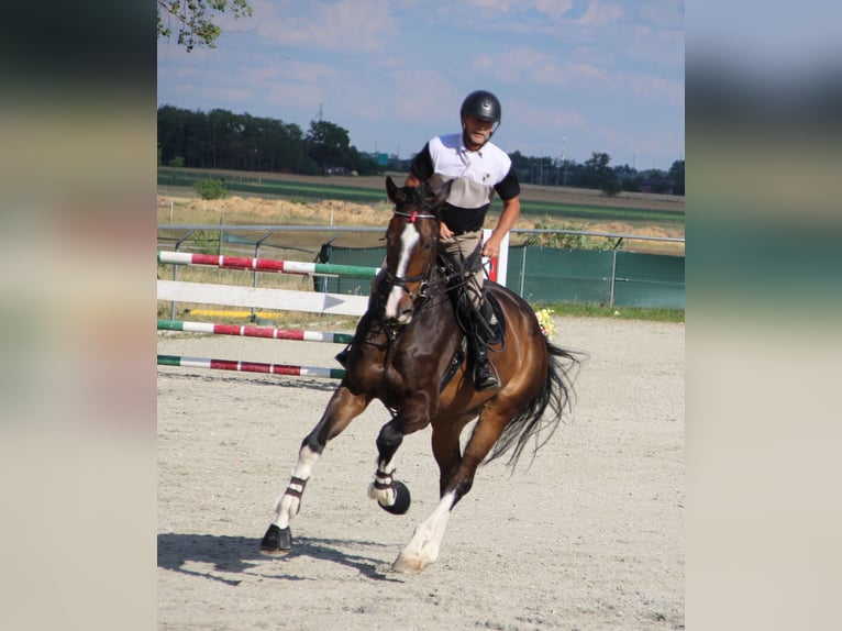 Zangersheide Caballo castrado 7 años 180 cm Castaño oscuro in Budapest