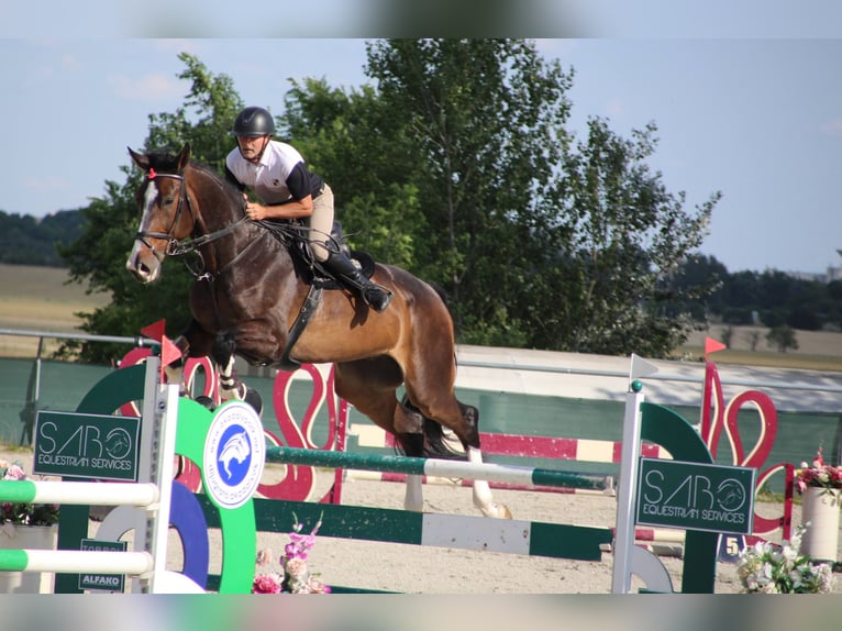 Zangersheide Caballo castrado 7 años 180 cm Castaño oscuro in Budapest