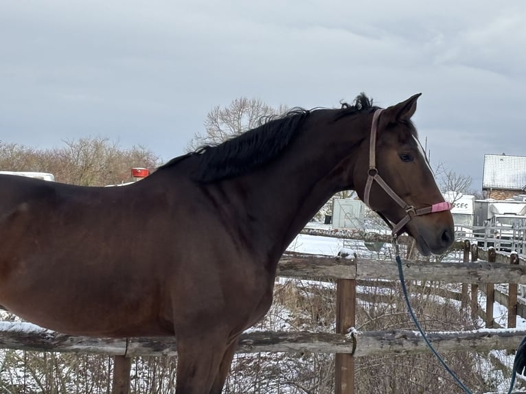 Zangersheide Caballo castrado 7 años 182 cm Castaño oscuro in Grevenbroich