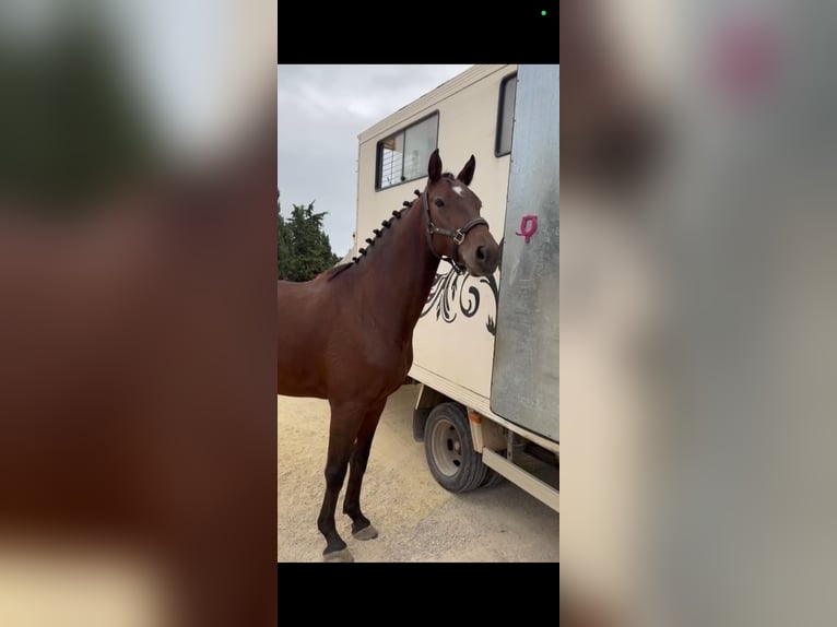 Zangersheide Caballo castrado 8 años 162 cm Castaño in Palma de Mallorca