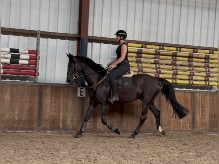 Zangersheide Caballo castrado 8 años 164 cm Negro in Oud Gastel