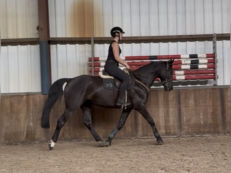 Zangersheide Caballo castrado 8 años 164 cm Negro in Oud Gastel