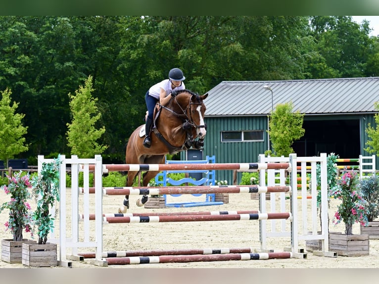 Zangersheide Caballo castrado 8 años 165 cm Castaño in Bladel