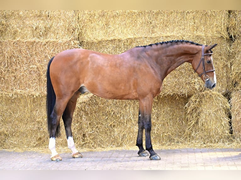 Zangersheide Caballo castrado 8 años 165 cm Castaño in Bladel