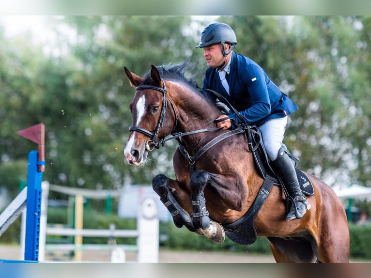 Zangersheide Caballo castrado 8 años 165 cm Castaño oscuro in Zawieprzyce