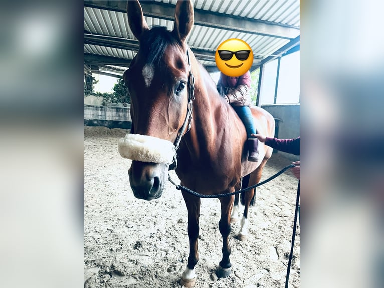 Zangersheide Caballo castrado 8 años 167 cm Castaño in Großostheim