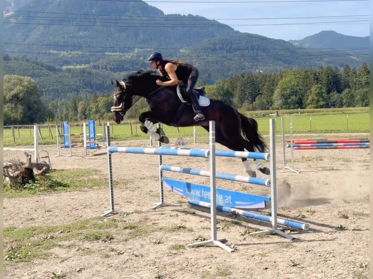 Zangersheide Caballo castrado 8 años 167 cm Negro in Schlins