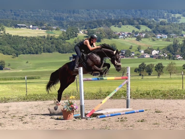 Zangersheide Caballo castrado 8 años 167 cm Negro in Schlins