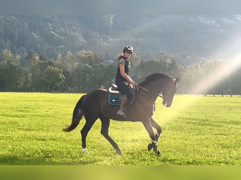 Zangersheide Caballo castrado 8 años 167 cm Negro in Schlins