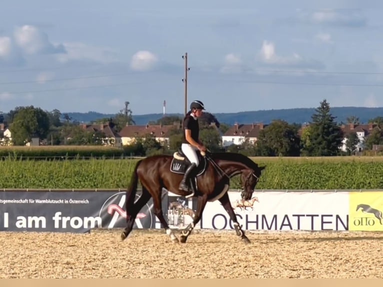 Zangersheide Caballo castrado 8 años 167 cm Negro in Schlins