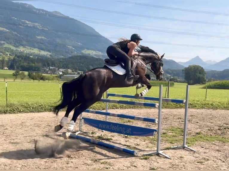 Zangersheide Caballo castrado 8 años 167 cm Negro in Schlins