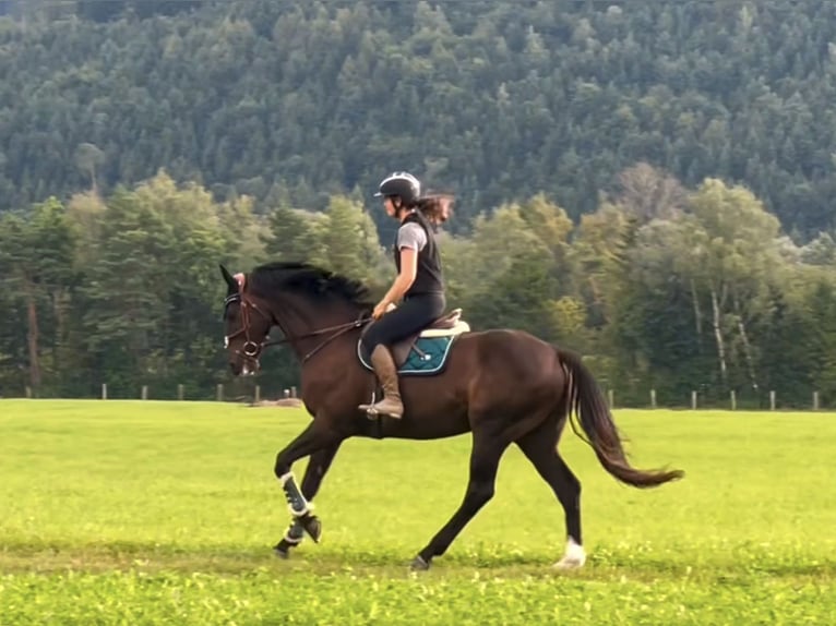 Zangersheide Caballo castrado 8 años 167 cm Negro in Schlins