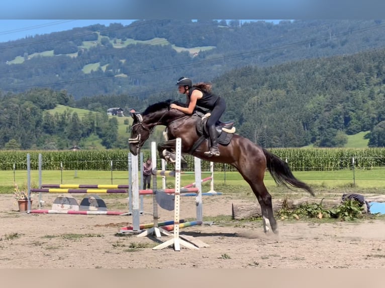 Zangersheide Caballo castrado 8 años 167 cm Negro in Schlins