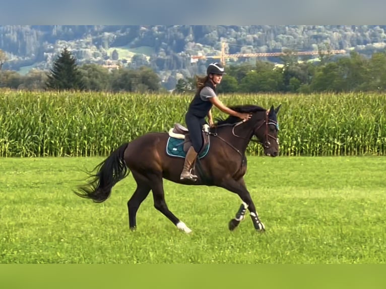 Zangersheide Caballo castrado 8 años 167 cm Negro in Schlins