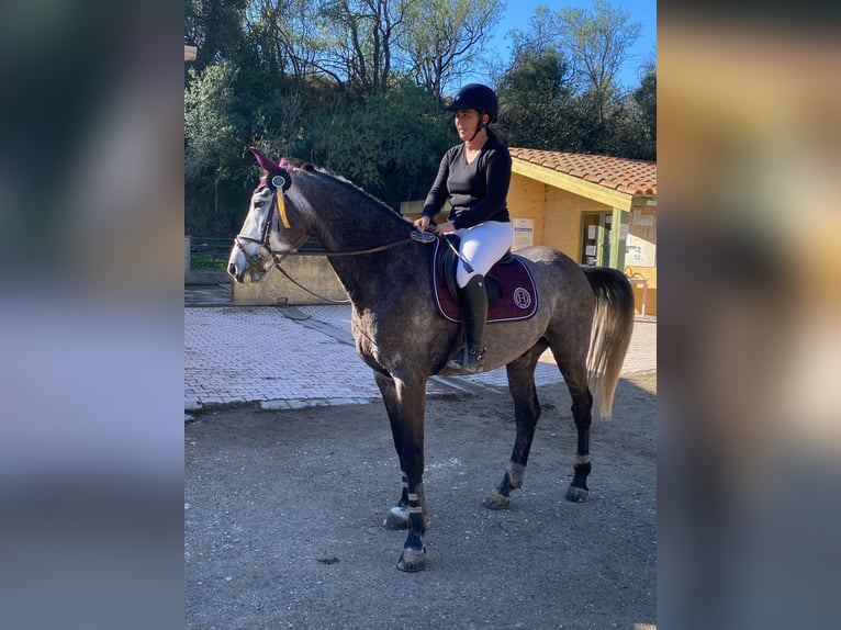 Zangersheide Caballo castrado 8 años 167 cm Tordo in Perpignan