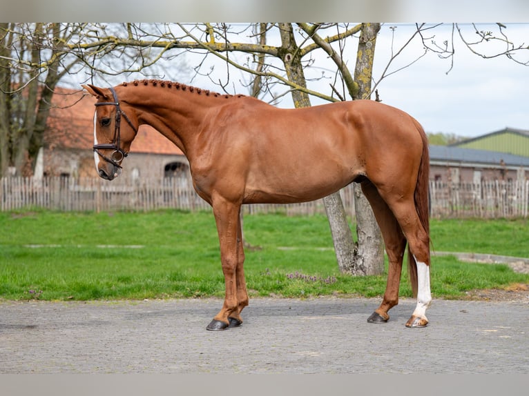 Zangersheide Caballo castrado 8 años 168 cm Alazán in GROTE-BROGEL