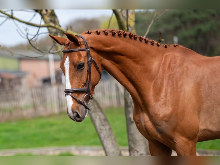 Zangersheide Caballo castrado 8 años 168 cm Alazán in GROTE-BROGEL