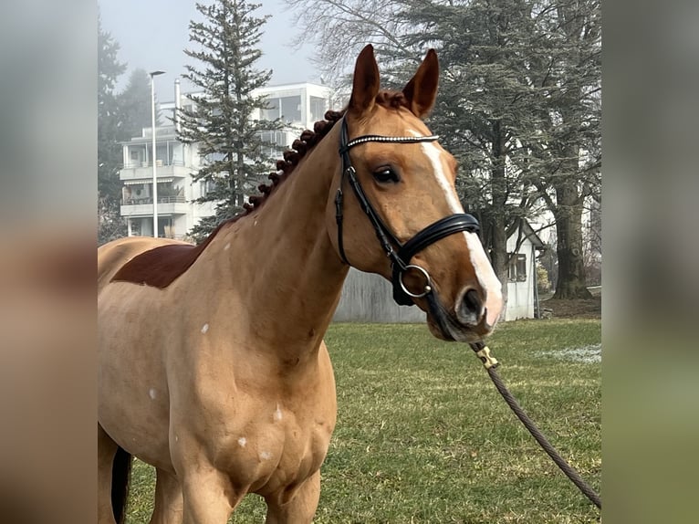 Zangersheide Caballo castrado 8 años 169 cm Alazán in Reinach AG