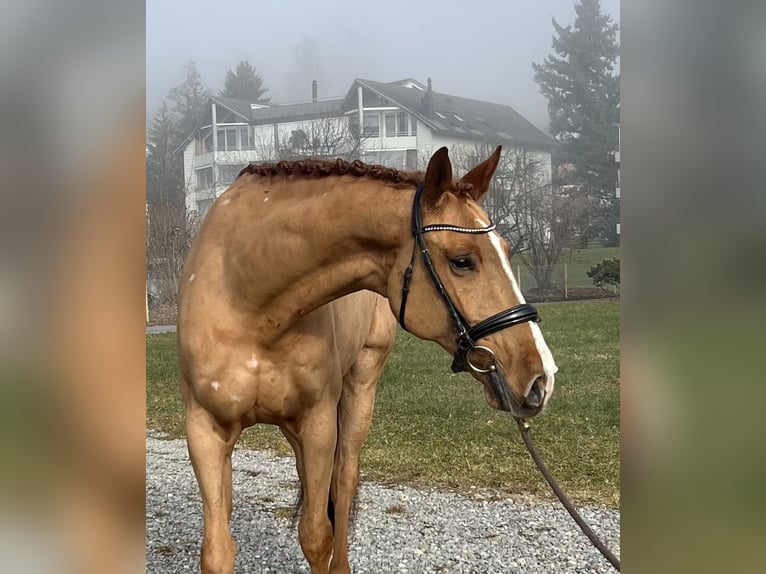 Zangersheide Caballo castrado 8 años 169 cm Alazán in Reinach AG