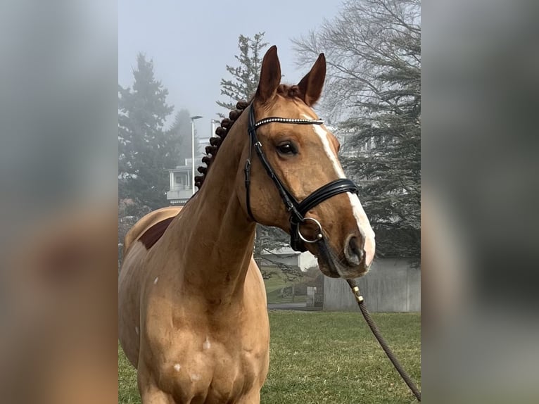 Zangersheide Caballo castrado 8 años 169 cm Alazán in Reinach AG