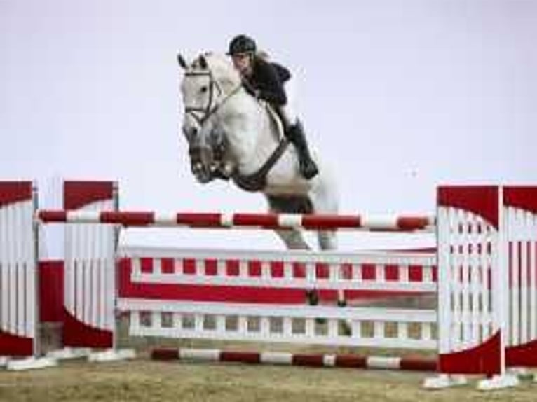 Zangersheide Caballo castrado 8 años 169 cm Tordo in Waddinxveen