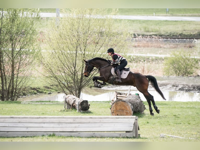 Zangersheide Caballo castrado 8 años 170 cm Castaño oscuro in St. Veit an der Glan