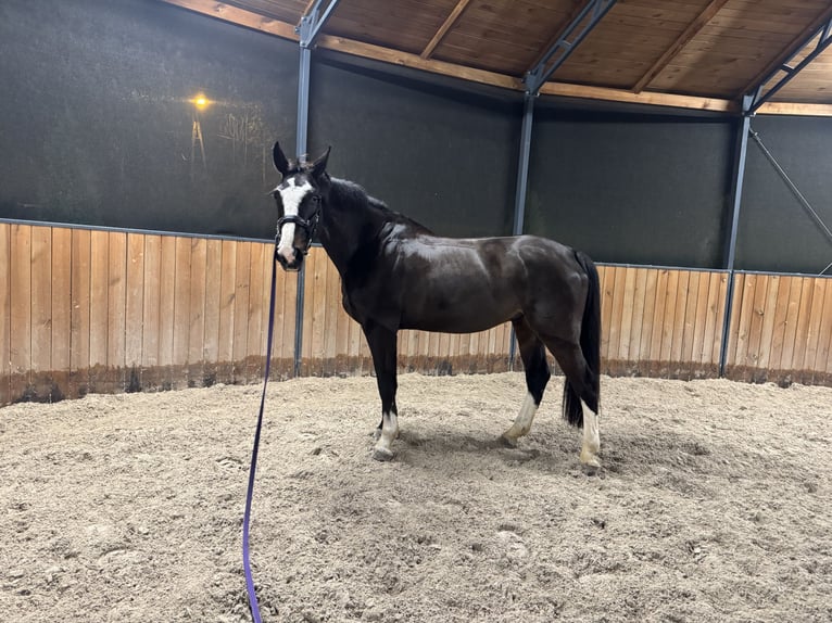 Zangersheide Caballo castrado 8 años 170 cm Castaño oscuro in Pyrzowice