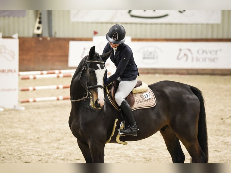 Zangersheide Caballo castrado 8 años 170 cm Castaño oscuro in Pyrzowice