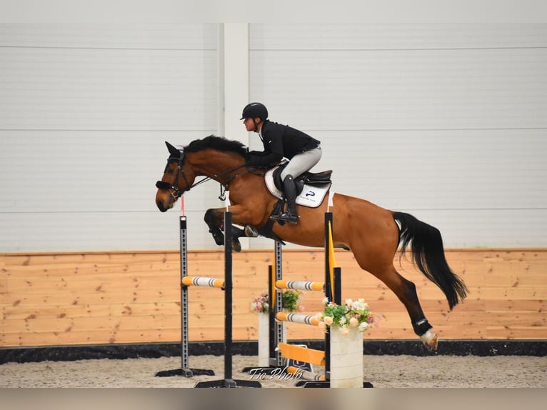 Zangersheide Caballo castrado 8 años 170 cm Castaño rojizo in Békéscsaba