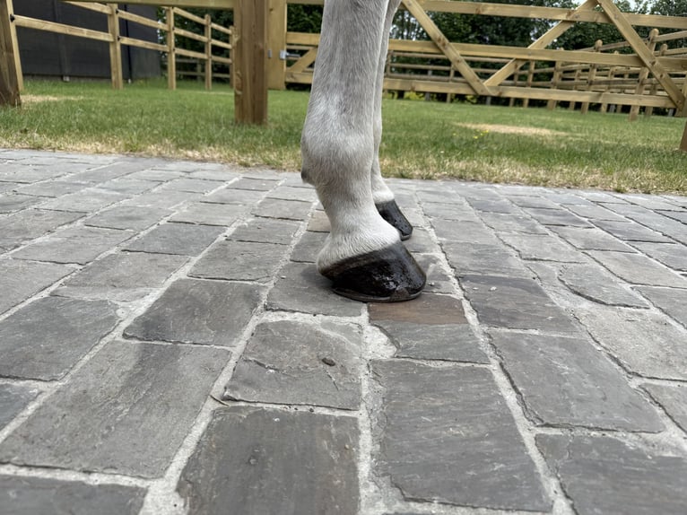 Zangersheide Caballo castrado 8 años 170 cm Tordo in GROTE-BROGEL