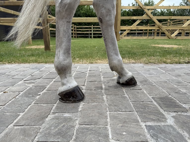 Zangersheide Caballo castrado 8 años 170 cm Tordo in GROTE-BROGEL