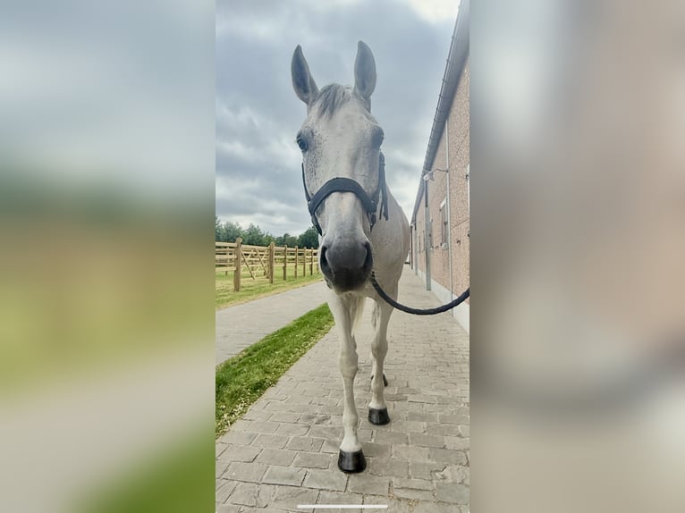 Zangersheide Caballo castrado 8 años 170 cm Tordo in GROTE-BROGEL