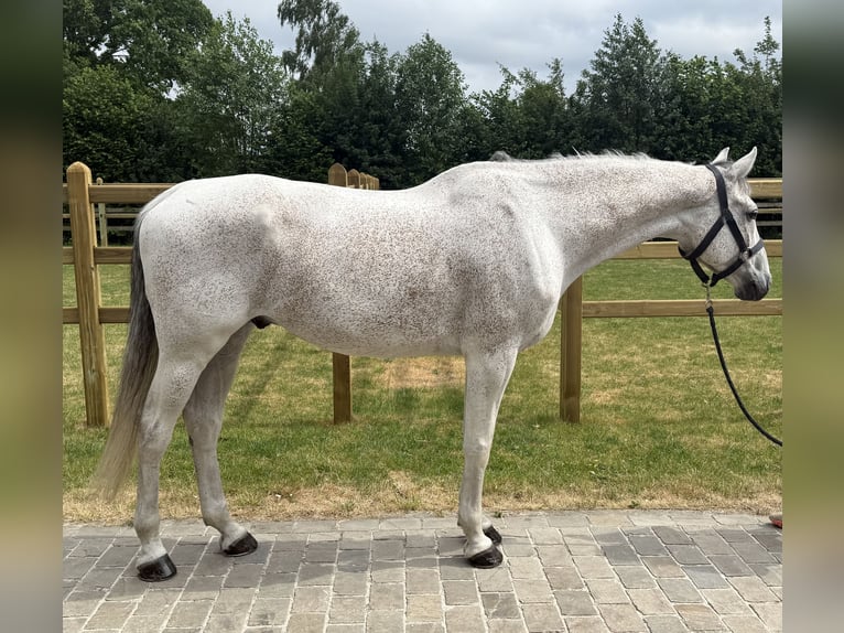 Zangersheide Caballo castrado 8 años 170 cm Tordo in GROTE-BROGEL