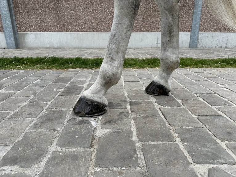 Zangersheide Caballo castrado 8 años 170 cm Tordo in GROTE-BROGEL
