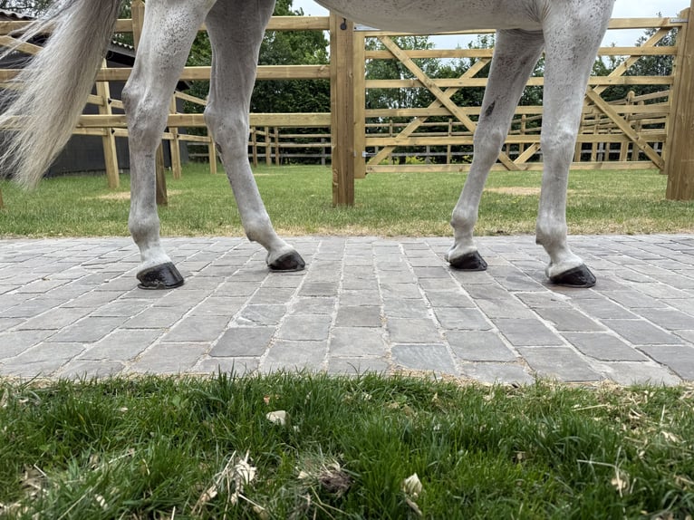 Zangersheide Caballo castrado 8 años 170 cm Tordo in GROTE-BROGEL